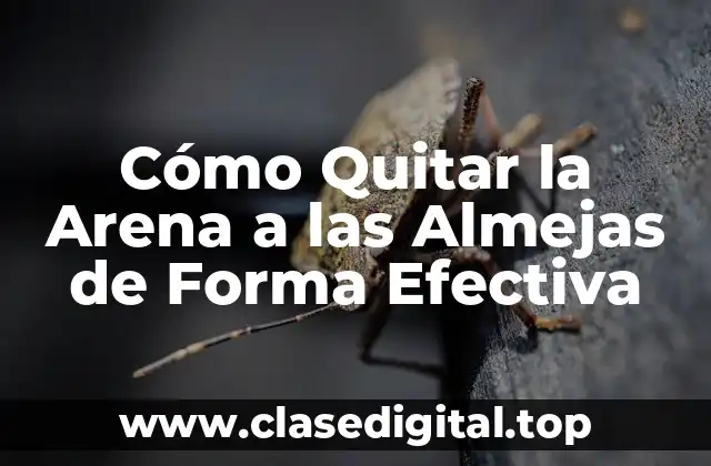 Cómo Quitar la Arena a las Almejas de Forma Efectiva