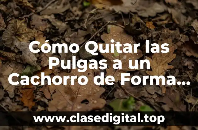 Cómo Quitar las Pulgas a un Cachorro de Forma Segura y Efectiva