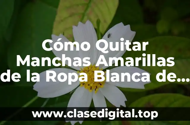 Cómo Quitar Manchas Amarillas de la Ropa Blanca de Forma Efectiva