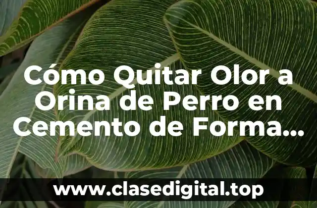 Causas del Olor a Orina de Perro en Cemento