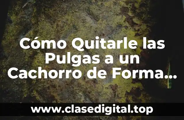 Cómo Quitarle las Pulgas a un Cachorro de Forma Segura y Efectiva