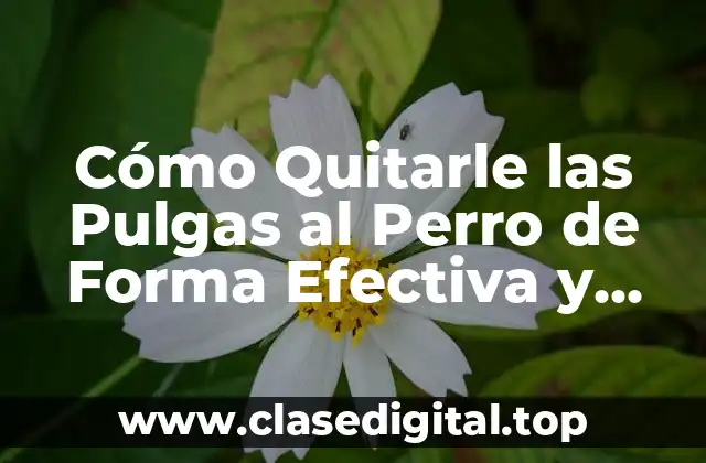 Cómo Quitarle las Pulgas al Perro de Forma Efectiva y Segura