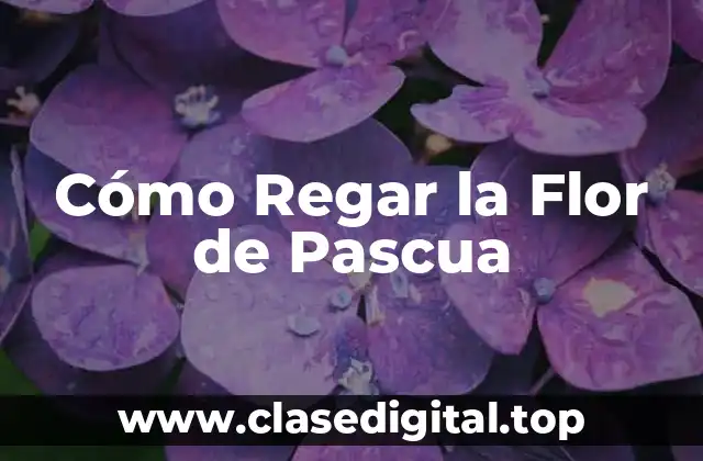Cómo Regar la Flor de Pascua