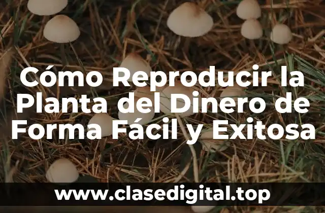 Cómo Reproducir la Planta del Dinero de Forma Fácil y Exitosa