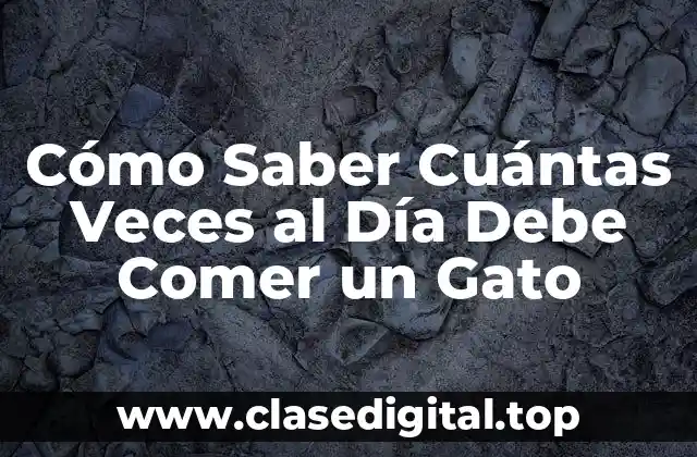 Cómo Saber Cuántas Veces al Día Debe Comer un Gato