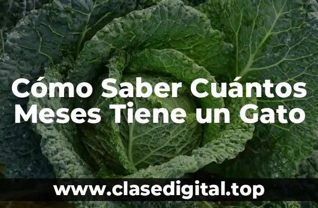 Cómo Saber Cuántos Meses Tiene un Gato
