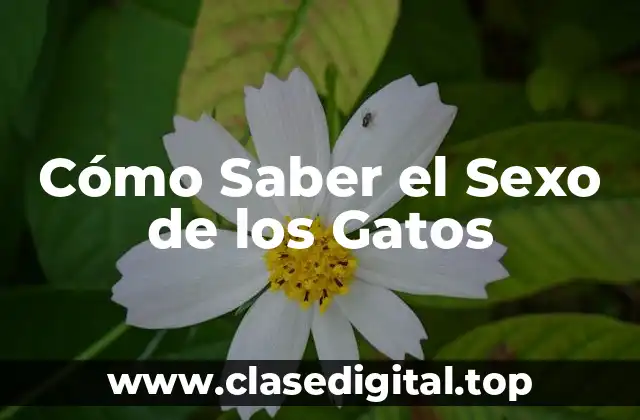 Anatomía Feline: ¿Cuáles son las Diferencias entre Machos y Hembras?