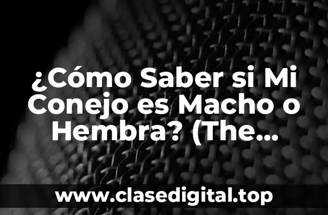 Anatomía Fundamental de los Conejos