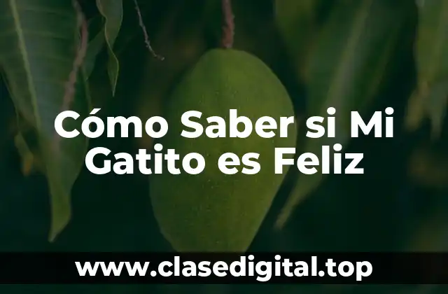 Cómo Saber si Mi Gatito es Feliz