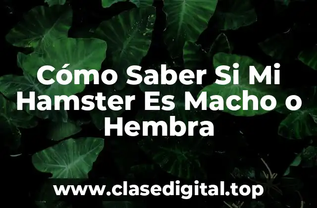 Cómo Saber Si Mi Hamster Es Macho o Hembra