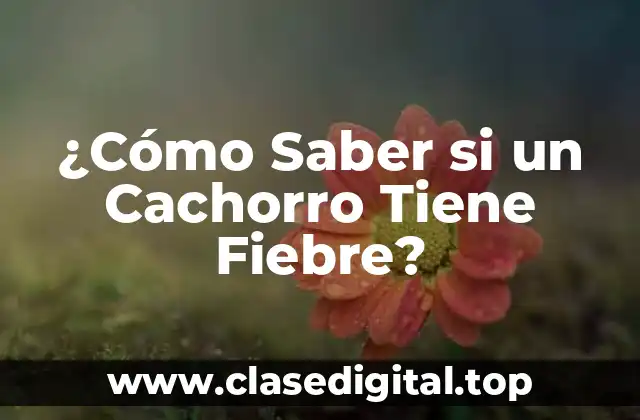 ¿Cómo Saber si un Cachorro Tiene Fiebre?