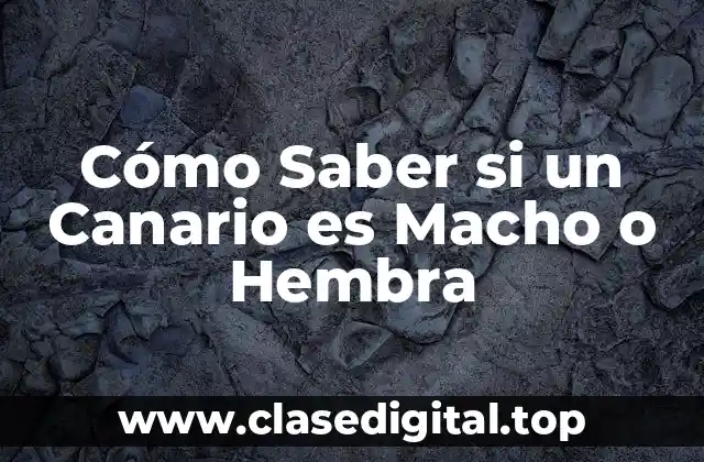 Cómo Saber si un Canario es Macho o Hembra