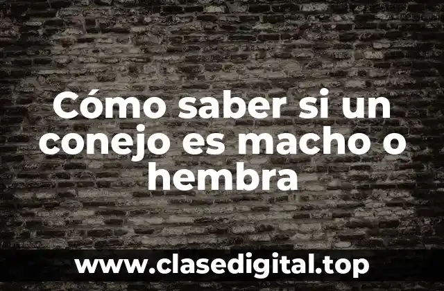 Cómo saber si un conejo es macho o hembra