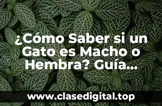 ¿Cómo Saber si un Gato es Macho o Hembra? Guía Completa