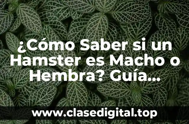 ¿Cómo Saber si un Hamster es Macho o Hembra? Guía Completa
