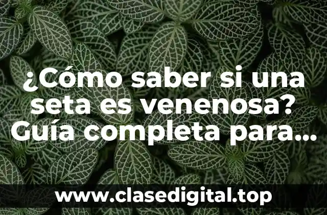 ¿Cómo saber si una seta es venenosa? Guía completa para identificar hongos seguros