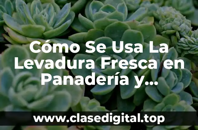 Cómo Se Usa La Levadura Fresca en Panadería y Repostería