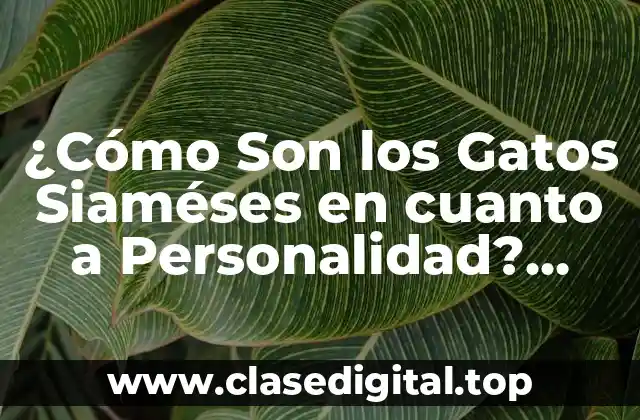 ¿Cómo Son los Gatos Siaméses en cuanto a Personalidad? Descubre sus Rasgos Únicos