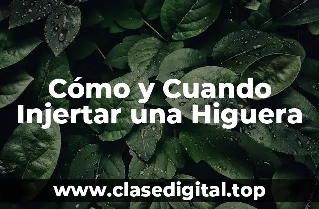 Cómo y Cuando Injertar una Higuera