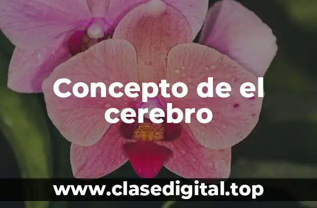 Concepto de el cerebro