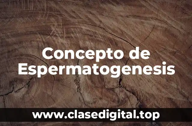 Concepto de Espermatogenesis