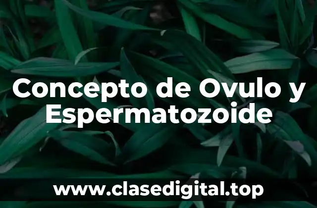 Concepto de Ovulo y Espermatozoide
