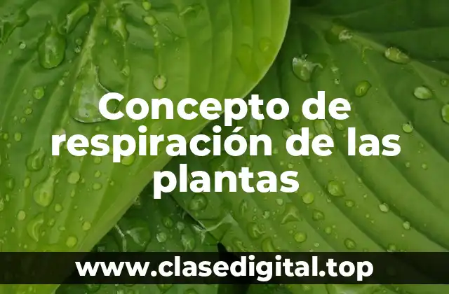 Concepto de respiración de las plantas