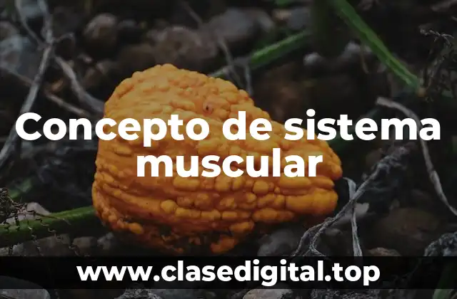 Concepto de sistema muscular