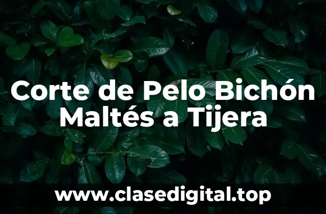 Corte de Pelo Bichón Maltés a Tijera