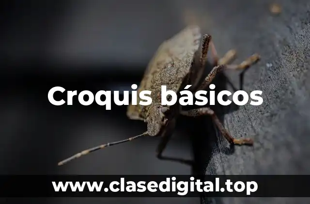 Croquis básicos