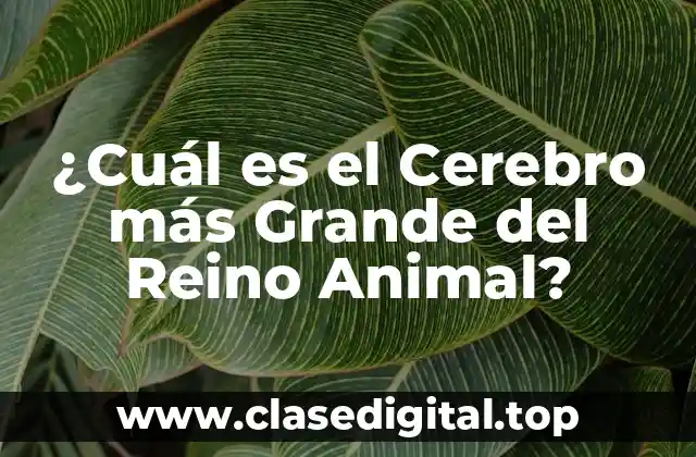 ¿Cuál es el Cerebro más Grande del Reino Animal?