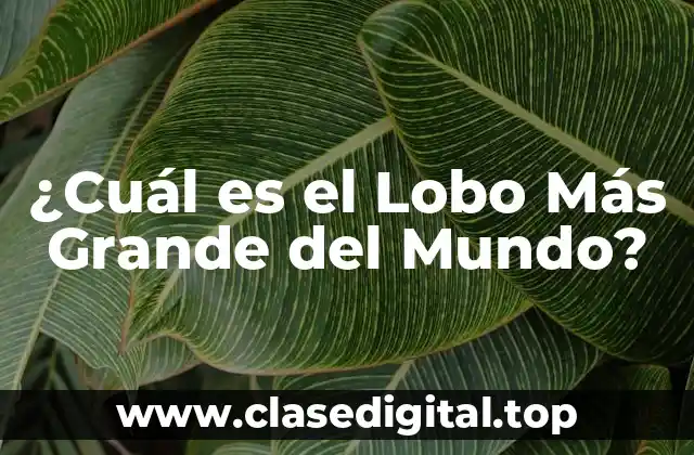 ¿Cuál es el Lobo Más Grande del Mundo?