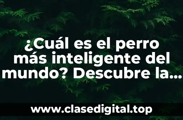 ¿Cuál es el perro más inteligente del mundo? Descubre la respuesta aquí