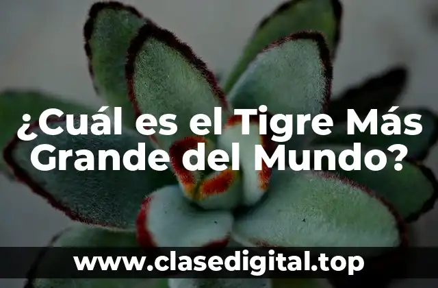 ¿Cuál es el Tigre Más Grande del Mundo?