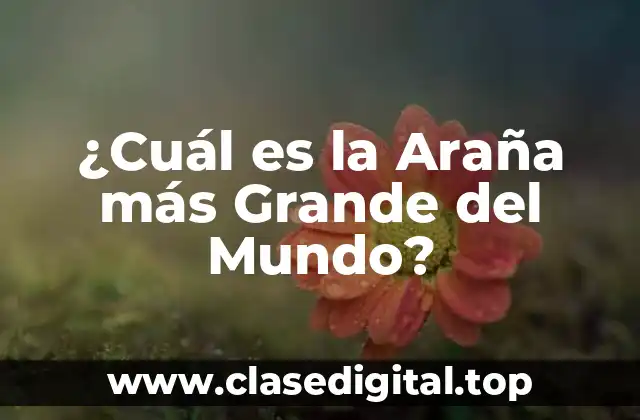 ¿Cuál es la Araña más Grande del Mundo?