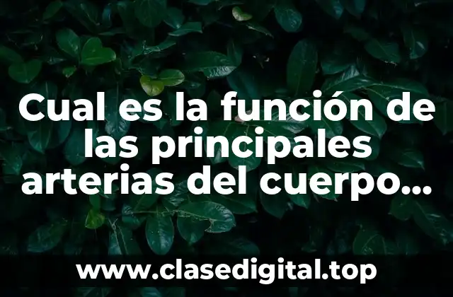Cual es la función de las principales arterias del cuerpo humano
