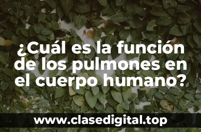 ¿Cuál es la función de los pulmones en el cuerpo humano?