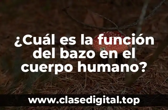 ¿Cuál es la función del bazo en el cuerpo humano?