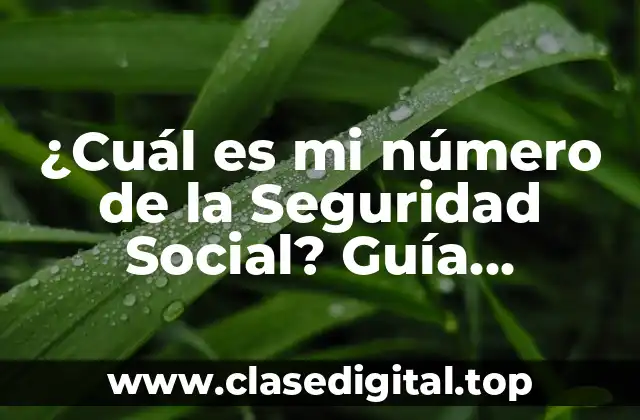 ¿Cuál es mi número de la Seguridad Social? Guía Completa para Encontrarlo