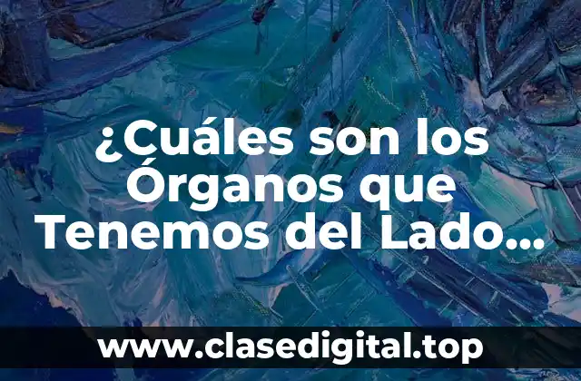¿Cuáles son los Órganos que Tenemos del Lado Izquierdo del Cuerpo?