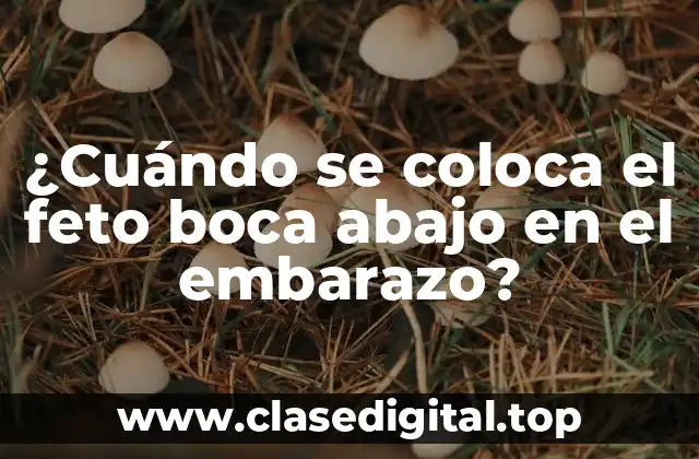 ¿Cuándo se coloca el feto boca abajo en el embarazo?