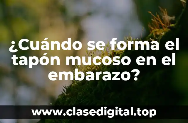 ¿Cuándo se forma el tapón mucoso en el embarazo?