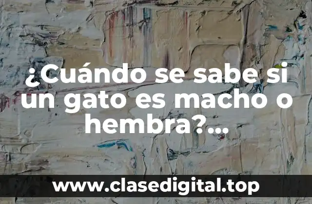 Identificando el sexo de un gato recién nacido