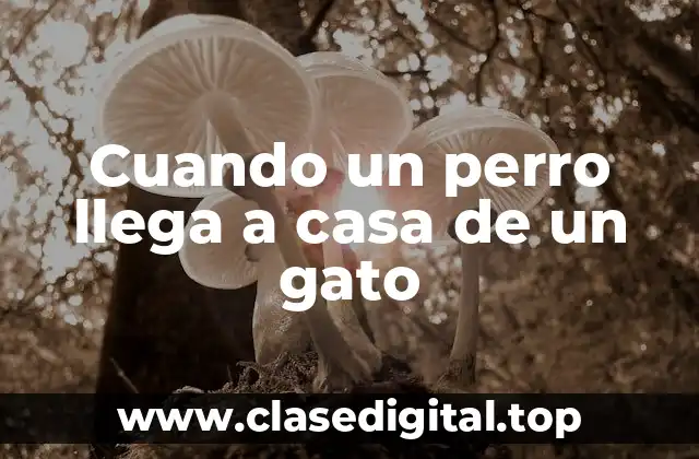 Preparación previa: Cómo preparar a tu gato para la llegada del perro