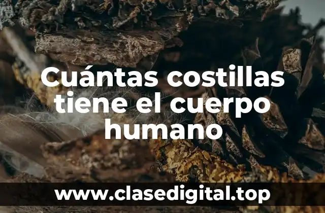 Cuántas costillas tiene el cuerpo humano