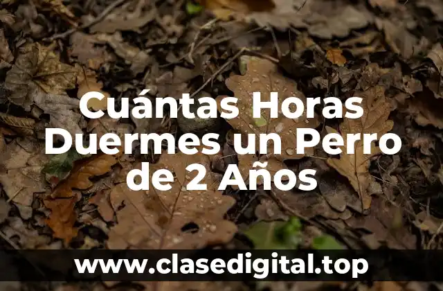 Cuántas Horas Duermes un Perro de 2 Años