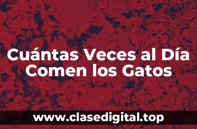 Cuántas Veces al Día Comen los Gatos
