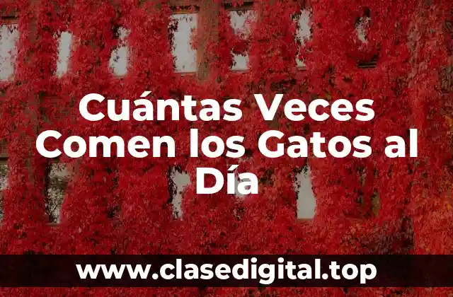 Cuántas Veces Comen los Gatos al Día