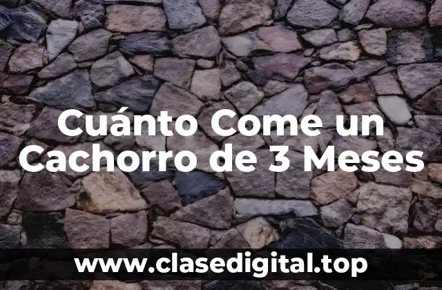 ¿Cuántas Veces Debe Comer un Cachorro de 3 Meses al Día?