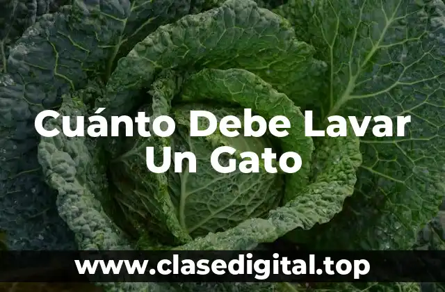 Cuánto Debe Lavar Un Gato